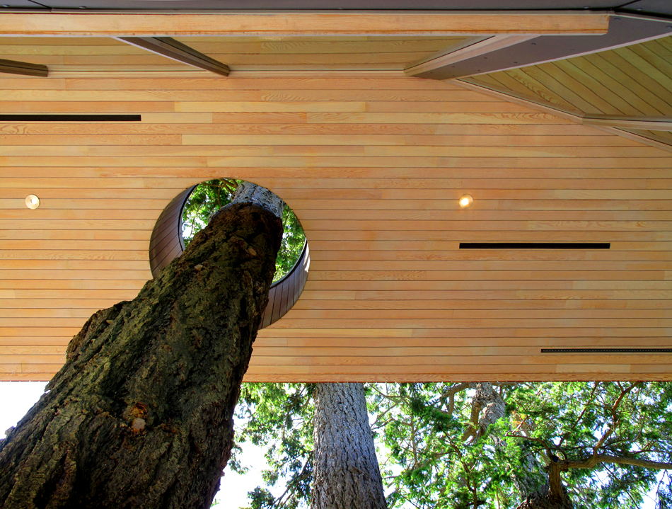 Tree through roof