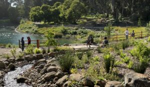 Middle Lake Rehabilitation, Golden Gate Park