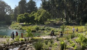 Middle Lake Rehabilitation, Golden Gate Park
